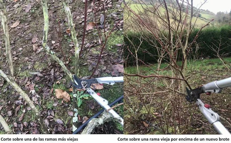 Cut on old blueberry branches