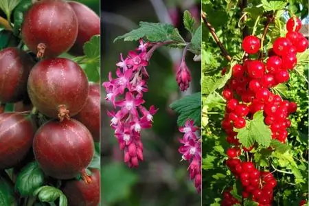 How many types of currants are there in the world?