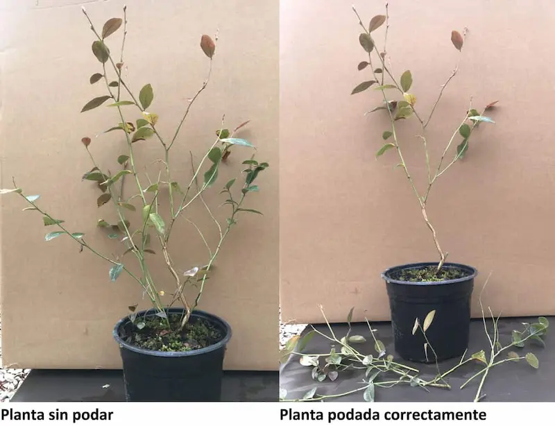 Large unpruned blueberry plant
