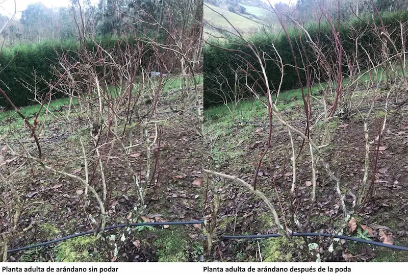 Pruned mature blueberry plan