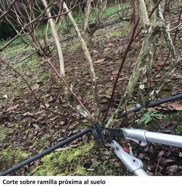 Pruning blueberry plant twig
