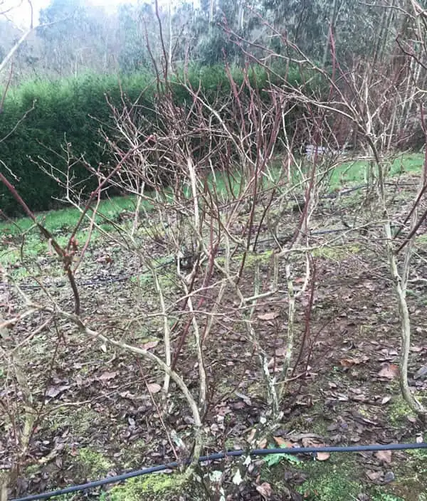 Unpruned Duke blueberry plant