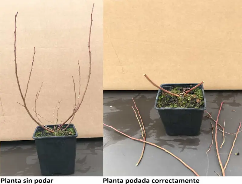 Blueberry plant unpruned and pruned