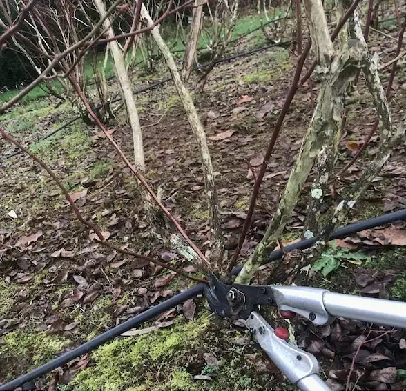 How to Prune Blueberries