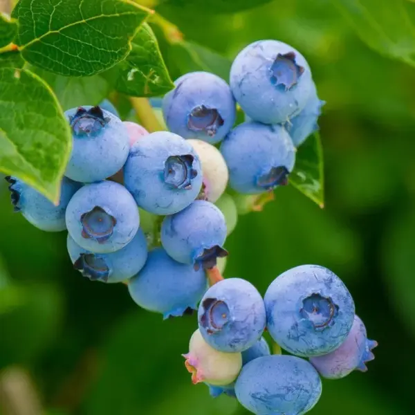 Alix Blue Blueberry