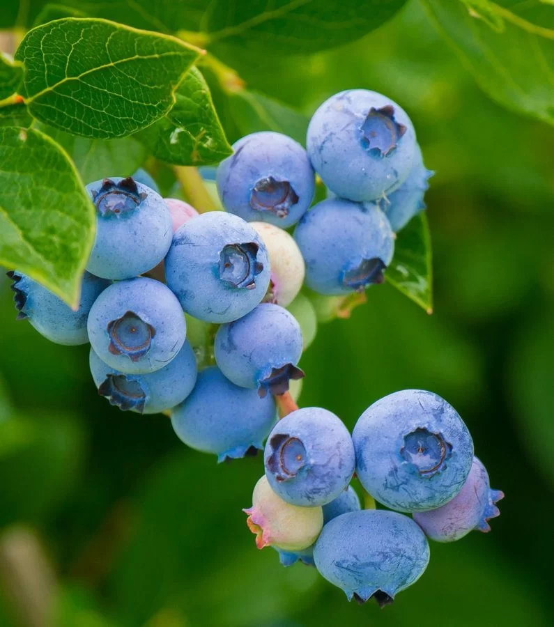Alix Blue Blueberry - Image 1