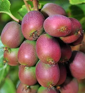Ananasnaya Kiwiberry
