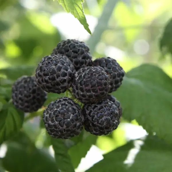 Black Raspberry