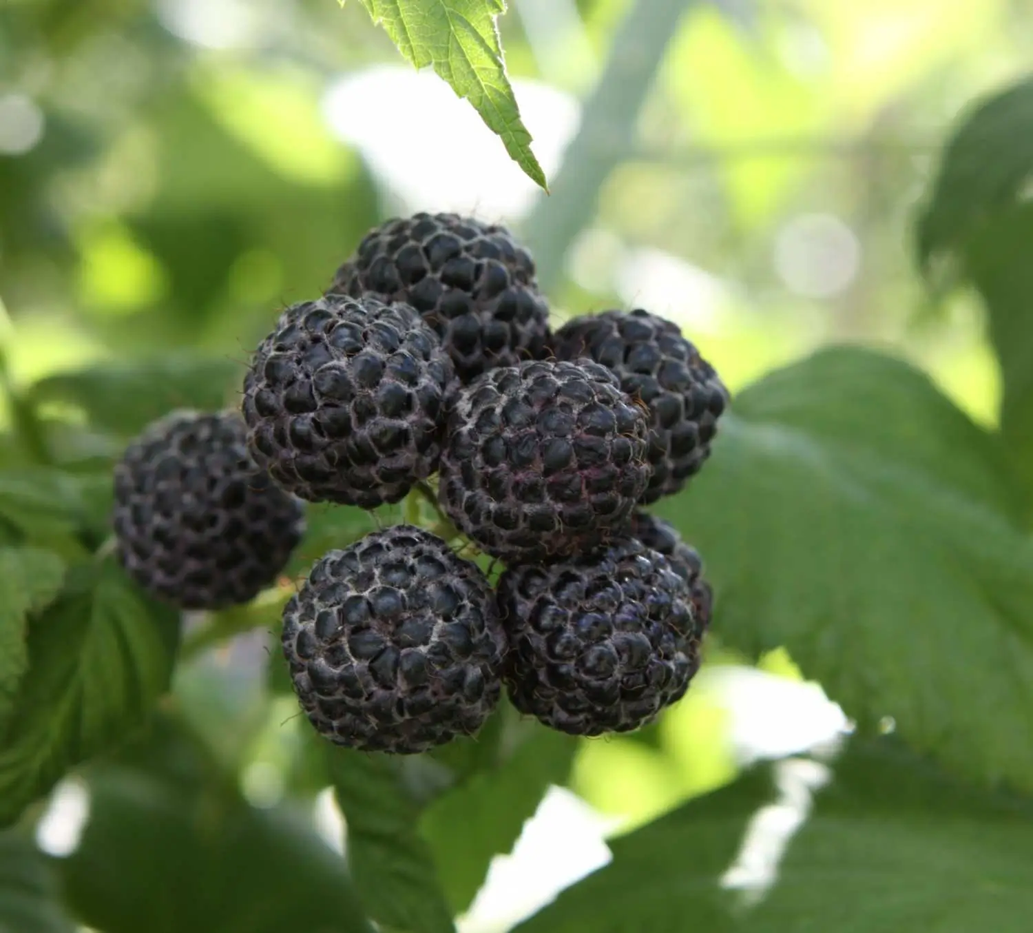 Black Raspberry - Image 1
