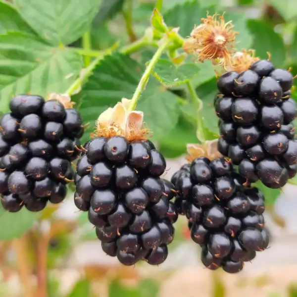 Blackberry thornless