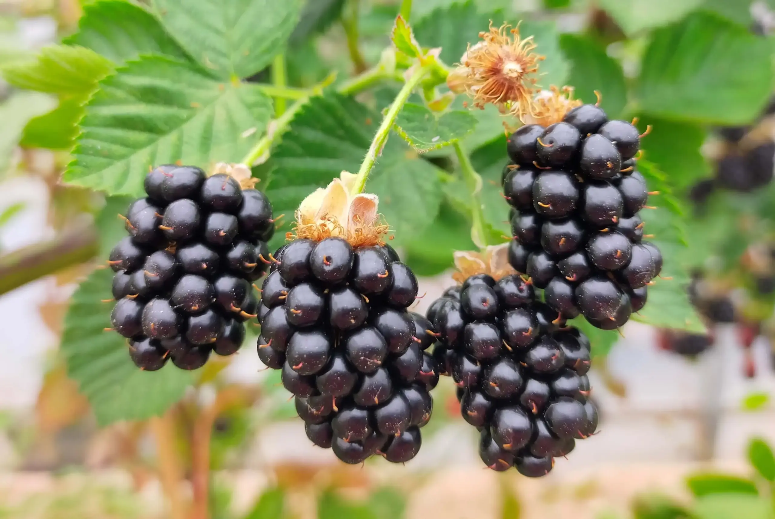 Blackberry thornless - Image 1