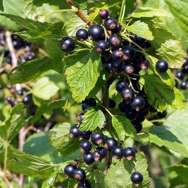 Blackcurrant