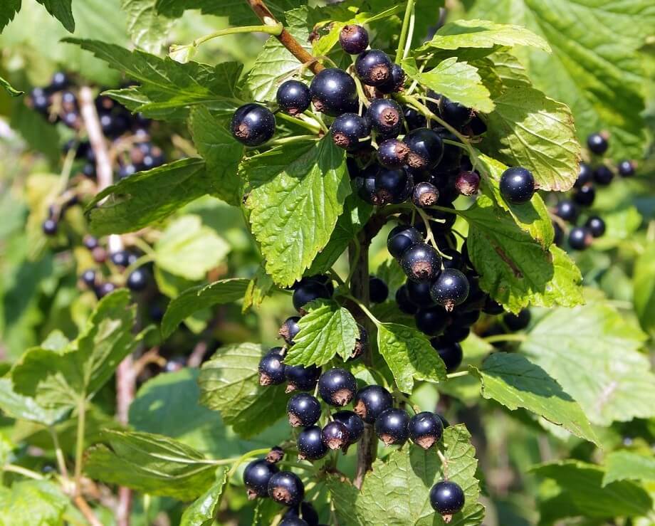 Blackcurrant - Image 1