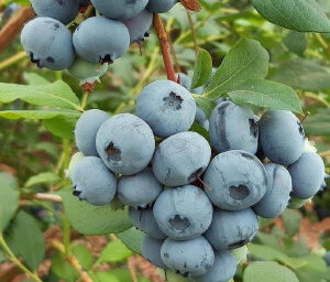 Bluecrop Blueberry