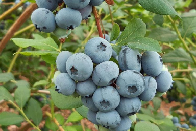 Bluecrop Blueberry