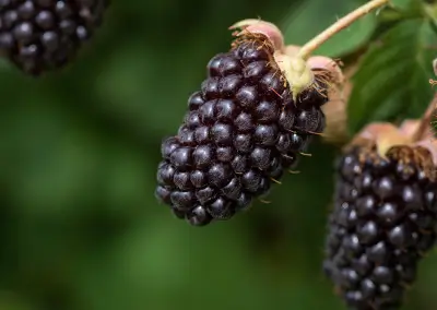 Boysenberry