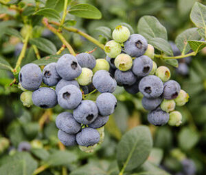 Centra Blue Blueberry