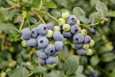 Centra Blue Blueberry