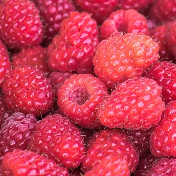 Clarita Raspberry