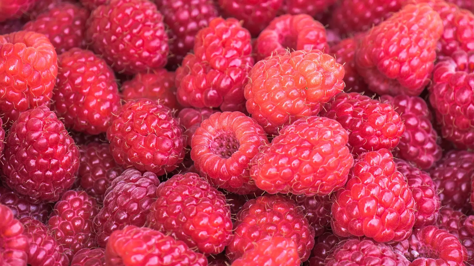 Clarita Raspberry - Image 1