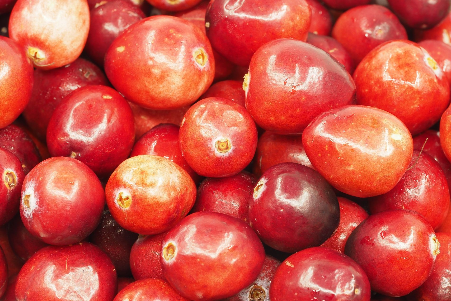 Cranberry - Image 1