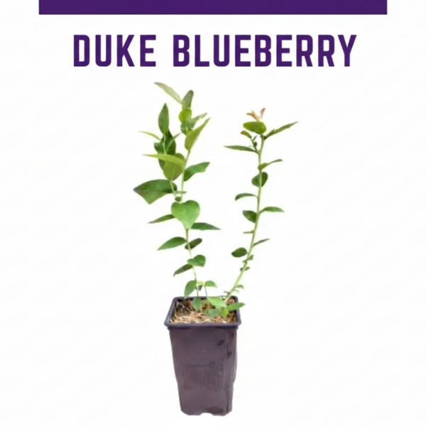 Duke blueberry - Image 2