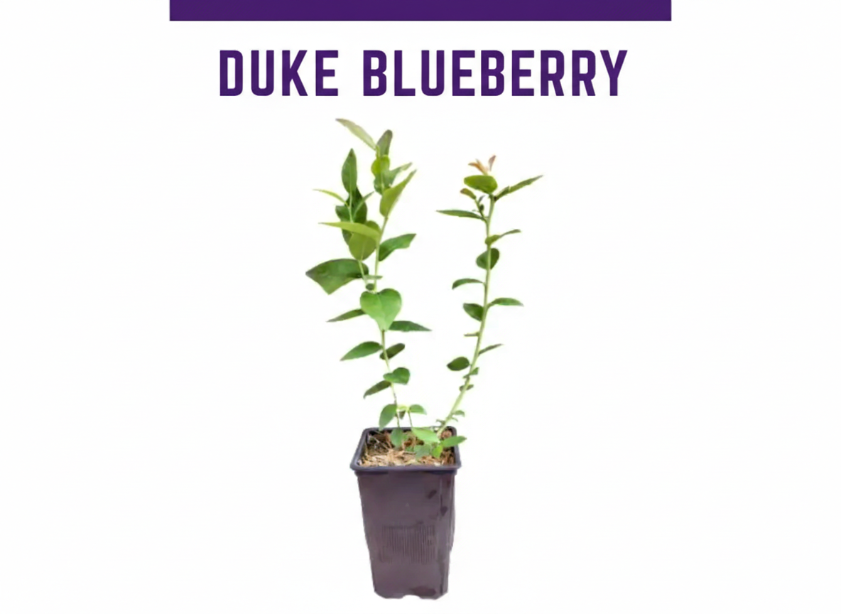 Duke blueberry - Image 2