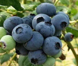 Duke blueberry - Image 1