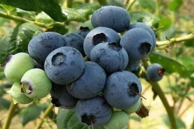 Duke blueberry