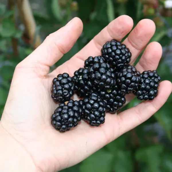 Dwarf Blackberry