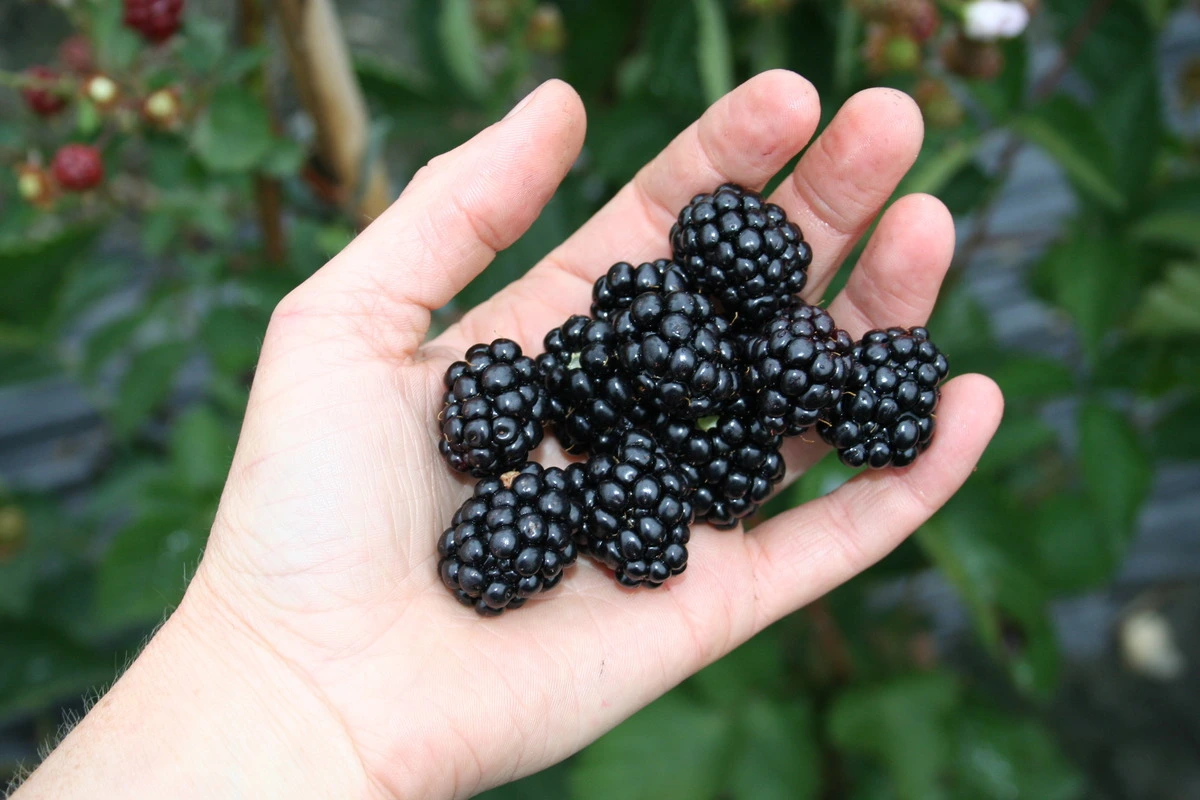 Dwarf Blackberry - Image 1