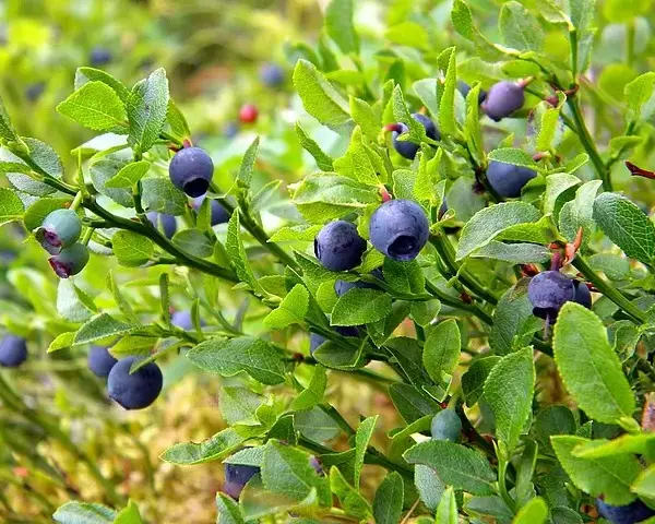European Wild Blueberry