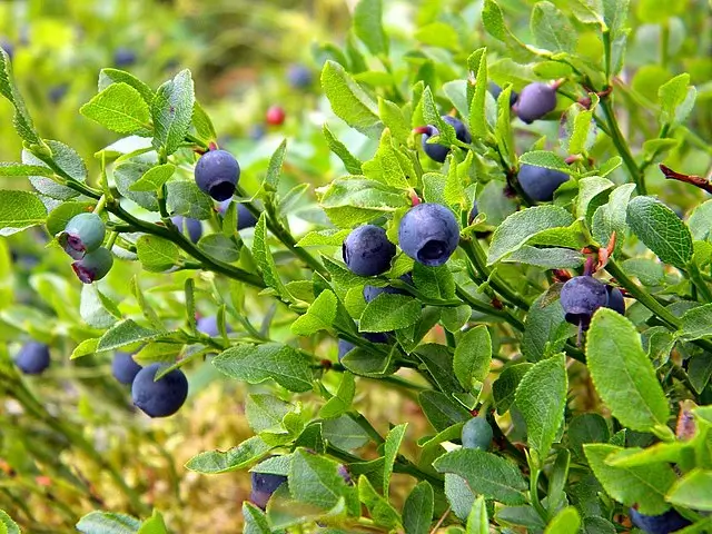 European Wild Blueberry - Image 1