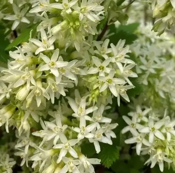 Floral Currant