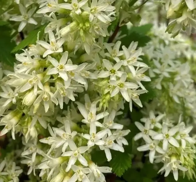 Floral Currant - Image 1