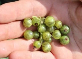 Green Currant