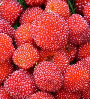 Japanese Raspberry Strawberry
