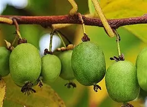 Kiwiberry Citrus Self-fertile Kokuwa