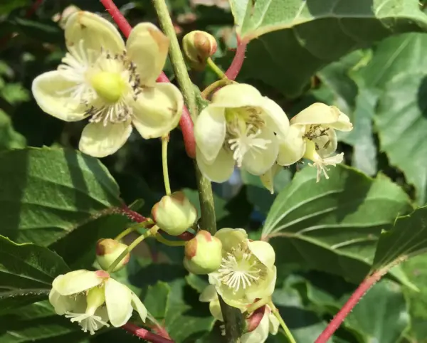Kiwiberry Weiki Male
