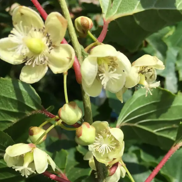 Kiwiberry Weiki Male