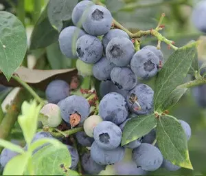 Legacy Blueberry