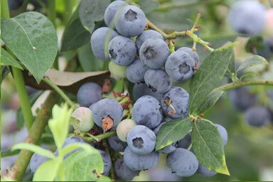 Legacy Blueberry