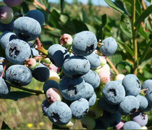 Liberty Blueberry