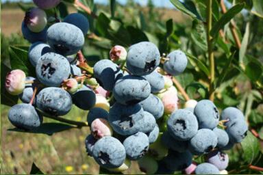 Liberty Blueberry