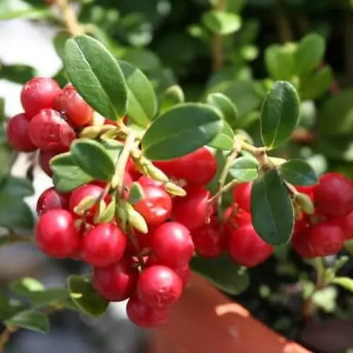Lingonberry
