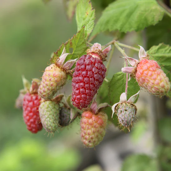 Loganberry