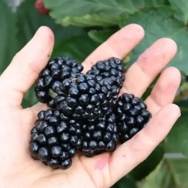 Montblanc Blackberry