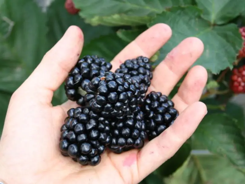 Montblanc Blackberry - Image 1