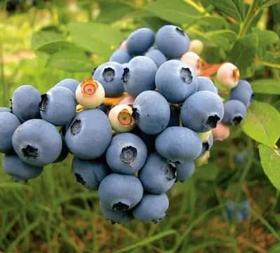 New Hangover Blueberry