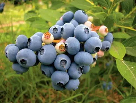 New Hangover Blueberry